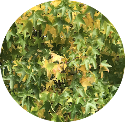 Música Escénica & Narrativa